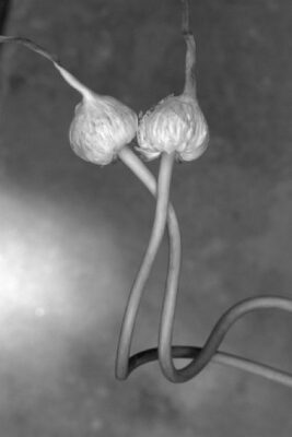 Photographs by Marc Russell