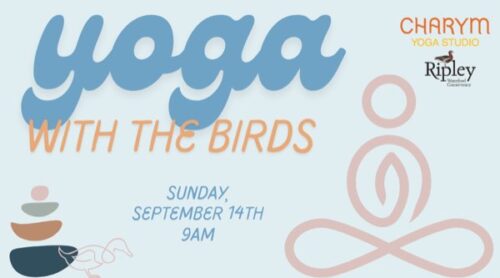 Yoga with the Birds