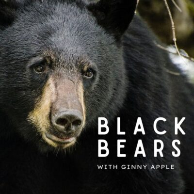 “Black Bears” a presentation
