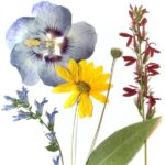Art Workshop: Pressed Flower