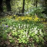 Barn Talk: Skip the Mulch!