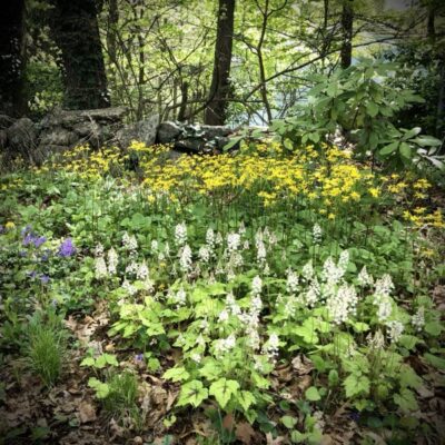 Barn Talk: Skip the Mulch!