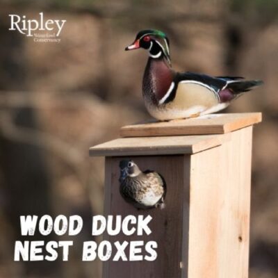 Wood duck Boxes