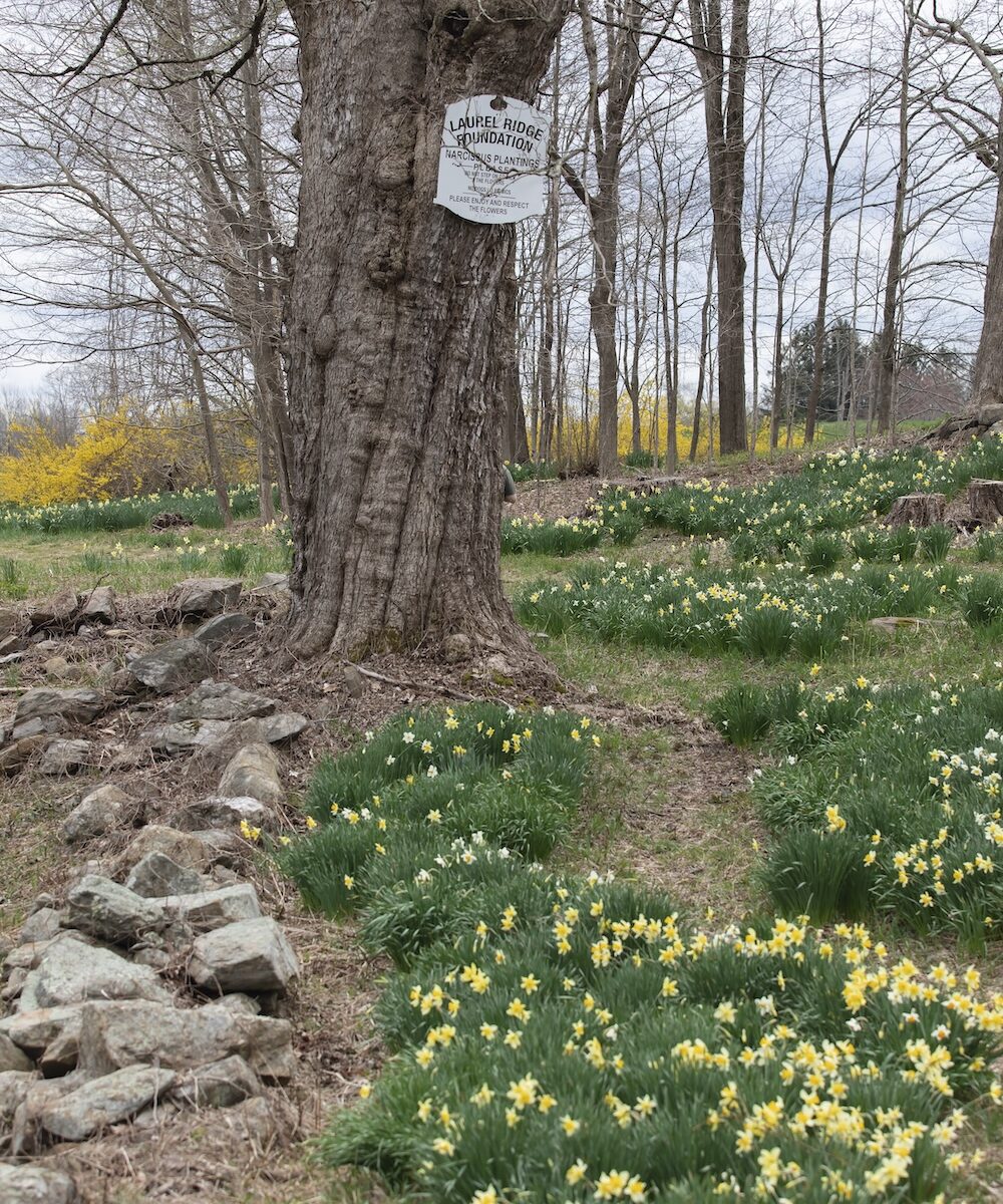 Laurel Ridge Daffodils