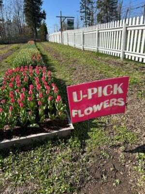 Pick-Your-Own Tulips at the Farm