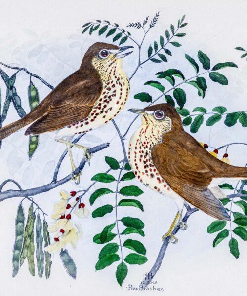 The Healing Power of Birding