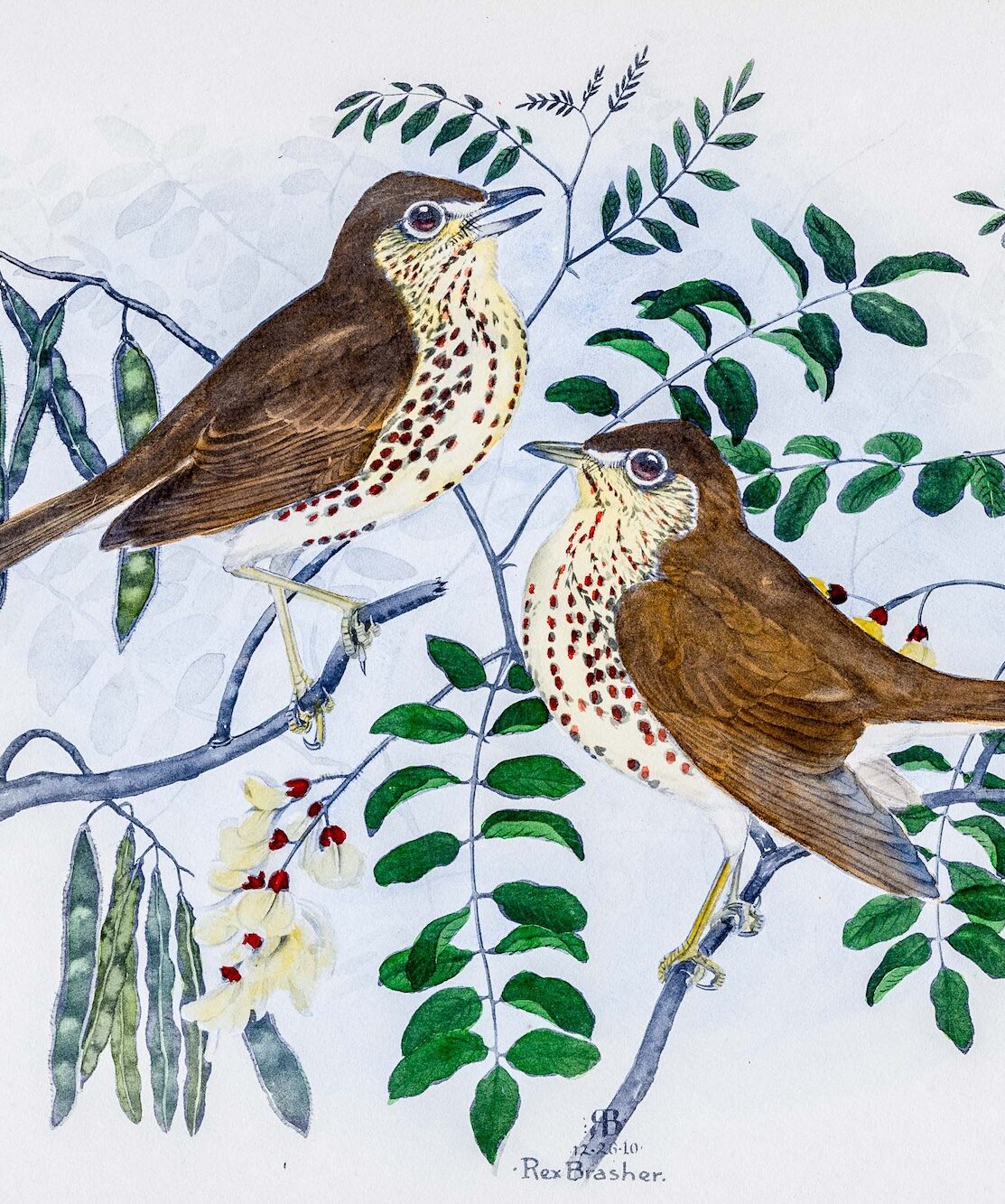 The Healing Power of Birding