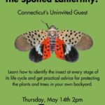 The Spotted Lanternfly