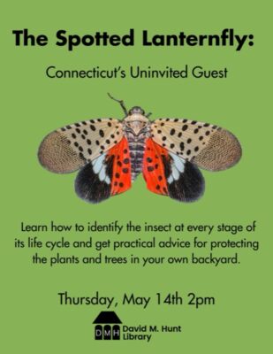 The Spotted Lanternfly