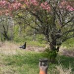 Outdoor Sculpture Exhibit