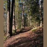 Live,Learn,Lunch: Nature Therapy