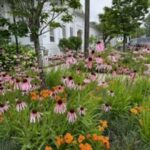 Native Plant Tour and Sale