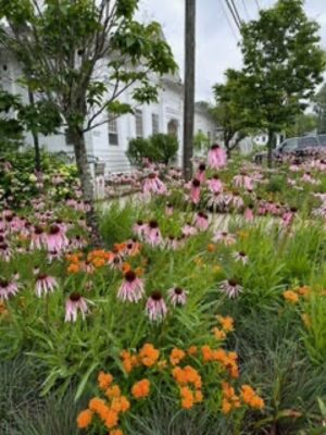 Native Plant Tour and Sale