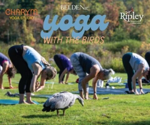 Yoga with the Birds