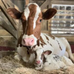 Goshen Open Farm Tour 2026