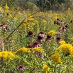 Native Seed Saving Workshop