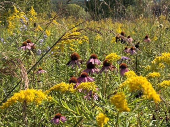 Native Seed Saving Workshop