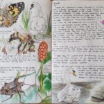 Nature Journaling Workshop