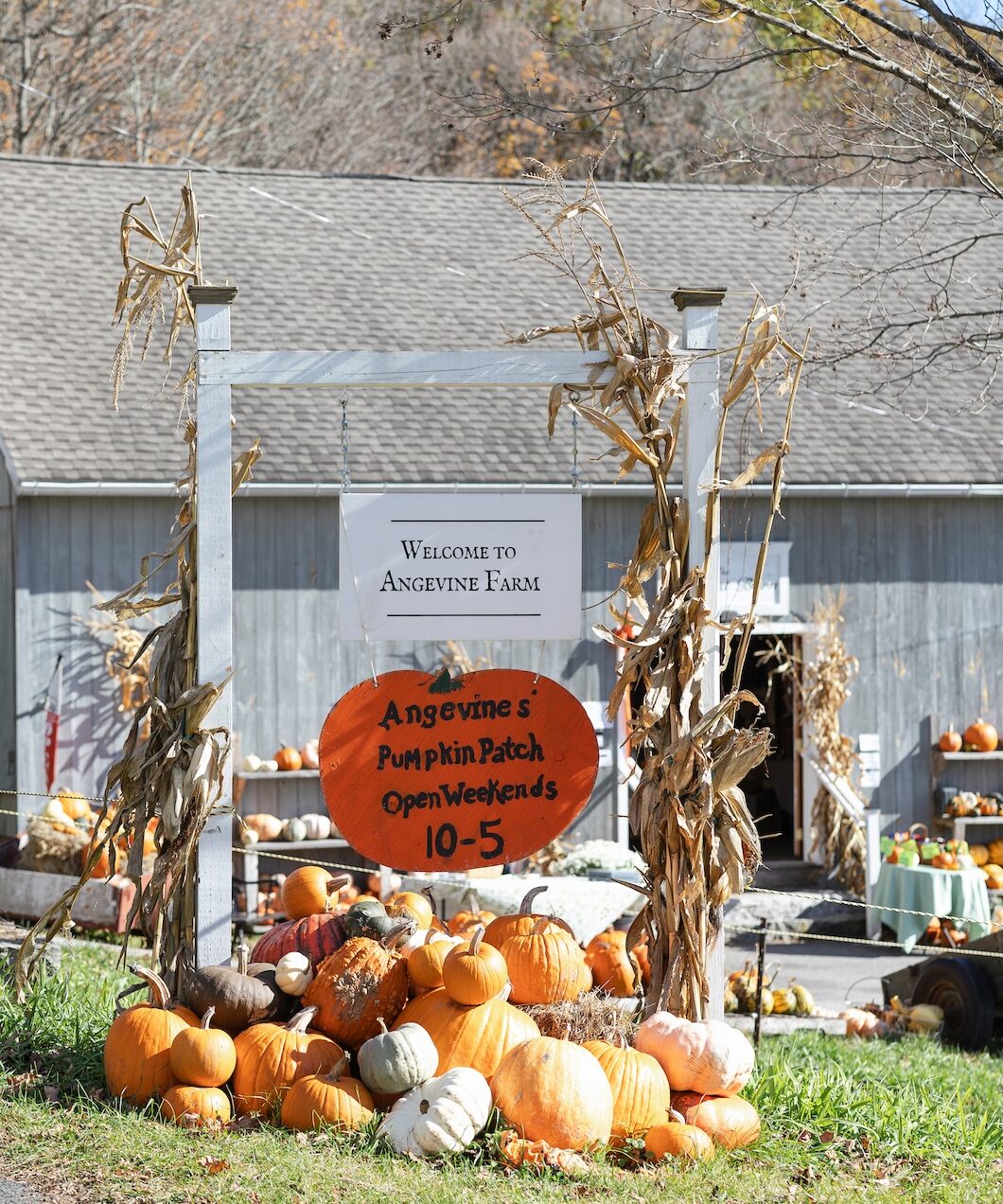 Angevine Farm’s 150 Years of Pumpkins
